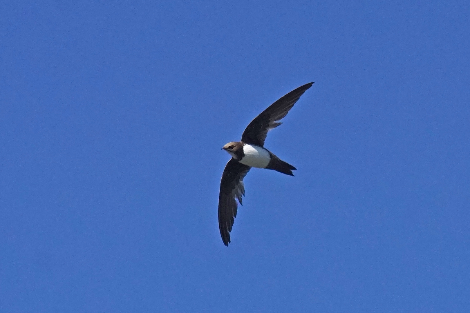 Alpensegler (Apus melba)