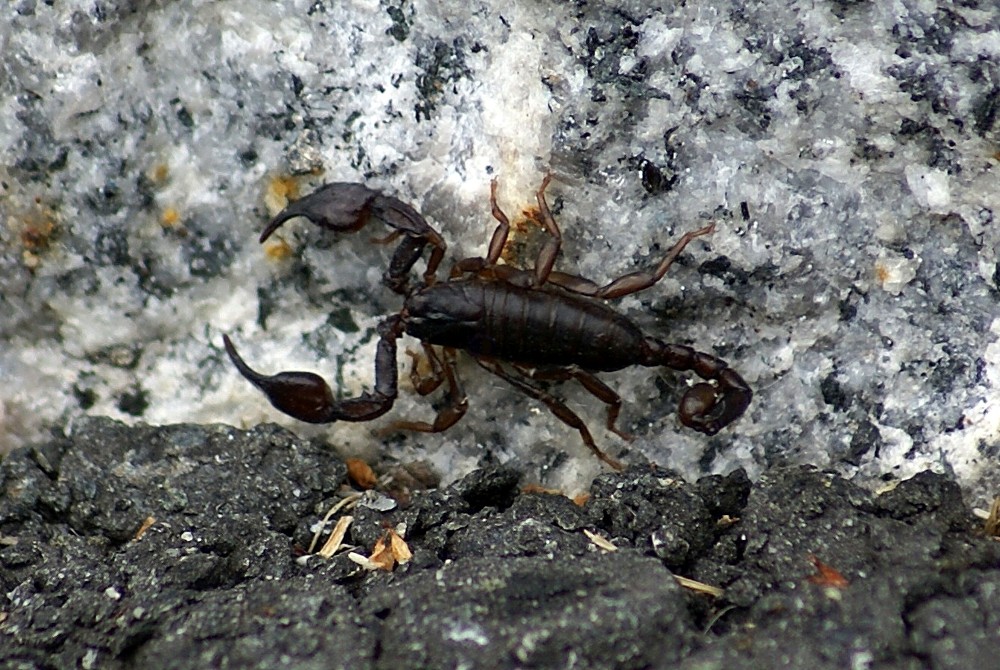 Alpenskorpion auf Besuch