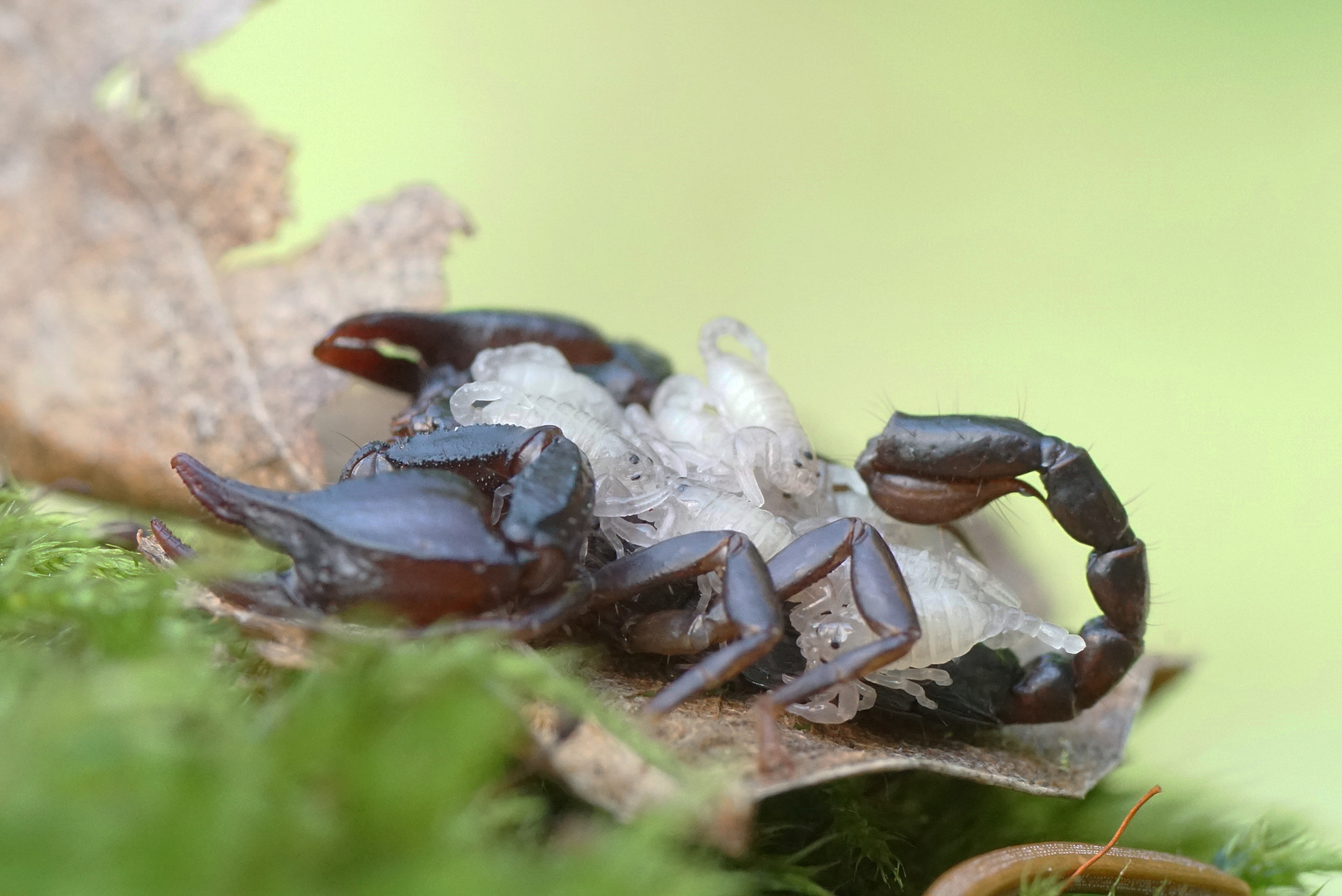 Alpenskorpion (Euscorpius germanus) 