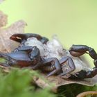 Alpenskorpion (Euscorpius germanus) 