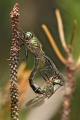 Alpensmaragdlibellen im Paarungsrad