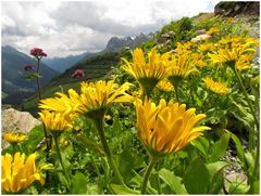 Alpensommer am Karhorn