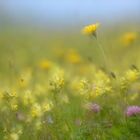 AlpenSommerwiese