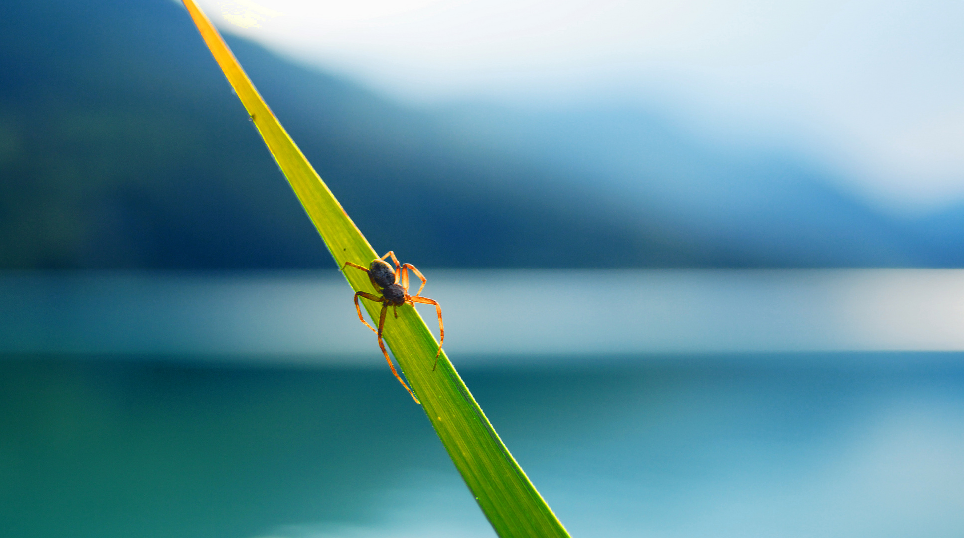 Alpenspinne am Weißensee in Kärnten