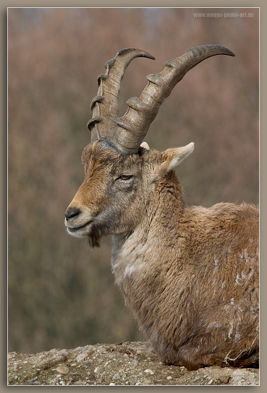 Alpensteinbock