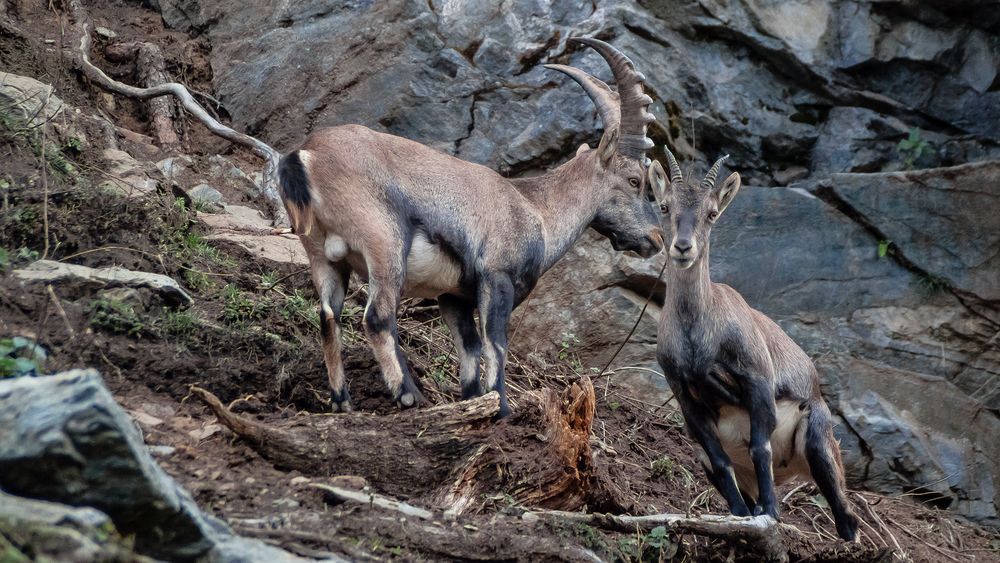 ALPENSTEINBOCK