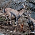 ALPENSTEINBOCK