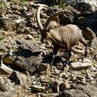 Alpensteinbock