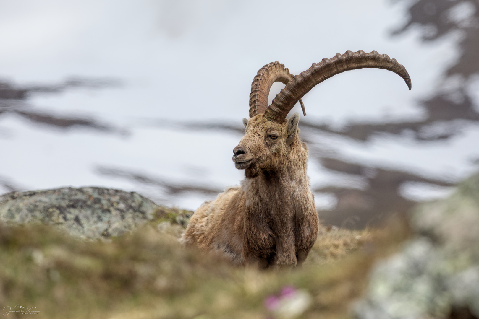 Alpensteinbock