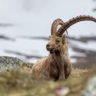 Alpensteinbock