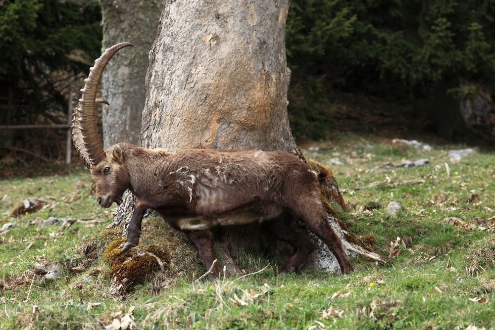 " Alpensteinbock "2