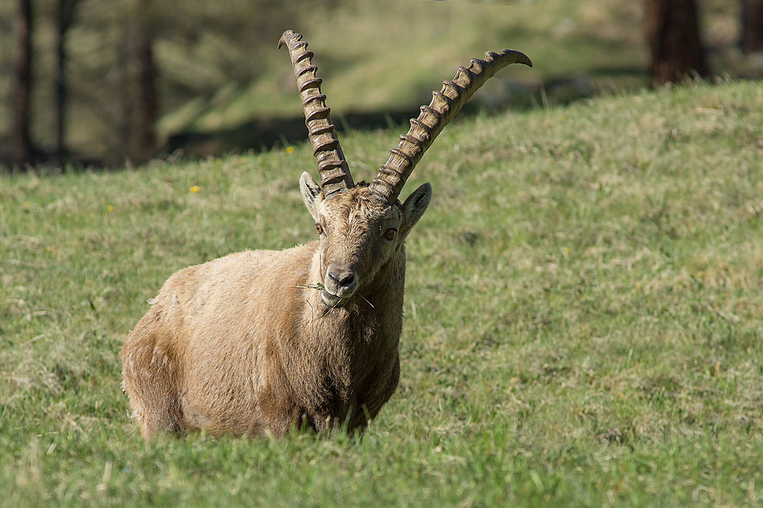 Alpensteinbock 2