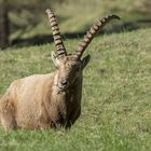 Alpensteinbock 2