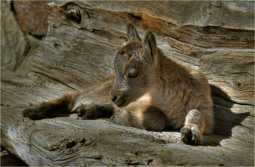 Alpensteinbock