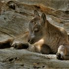 Alpensteinbock