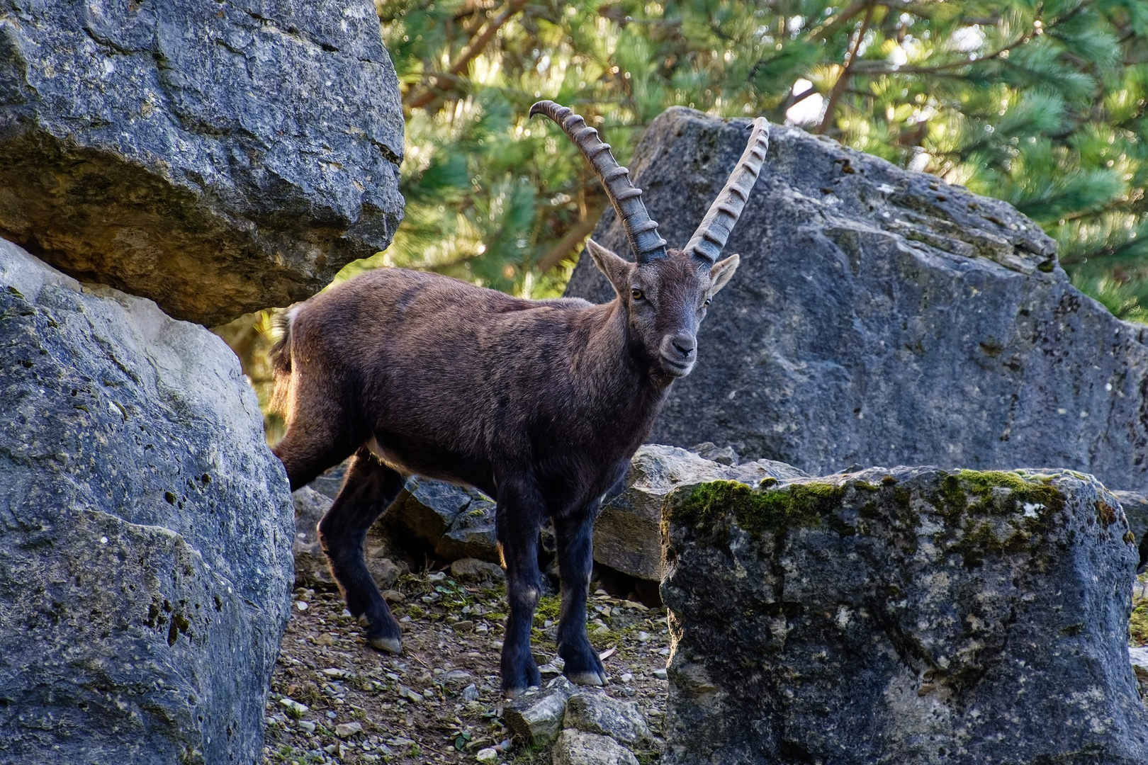 Alpensteinbock