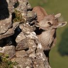 Alpensteinbock