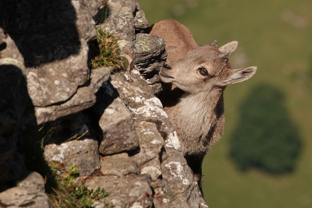 Alpensteinbock