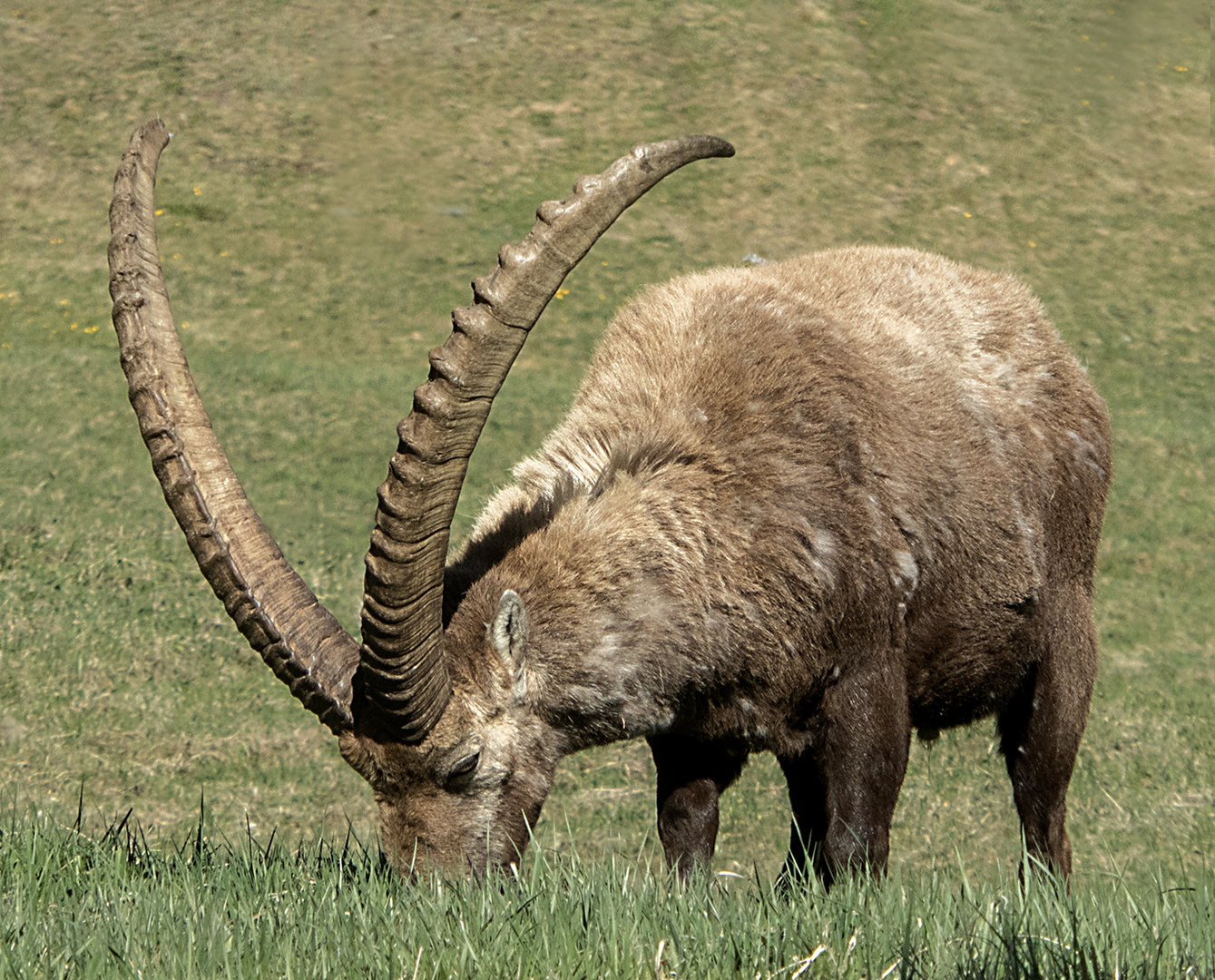 Alpensteinbock 3