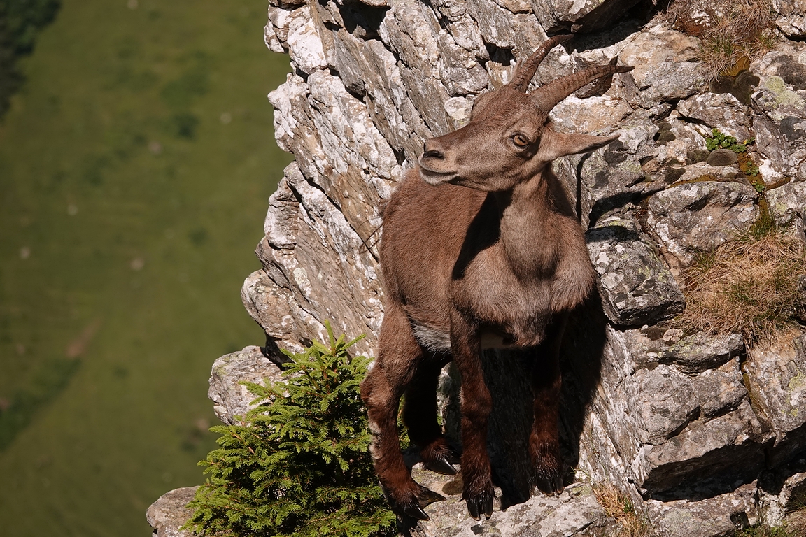 Alpensteinbock