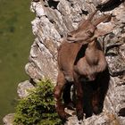 Alpensteinbock