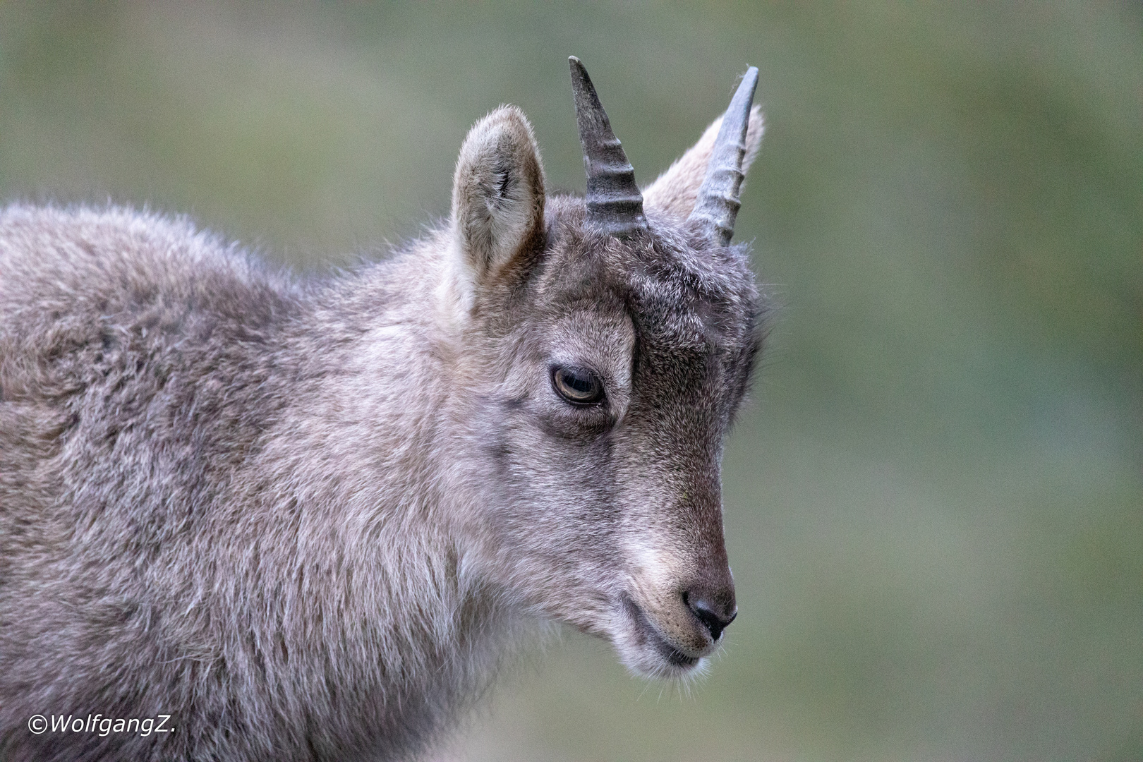 Alpensteinbock