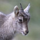 Alpensteinbock