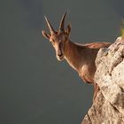 Alpensteinbock