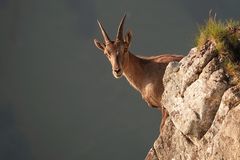 Alpensteinbock