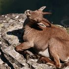 Alpensteinbock