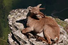 Alpensteinbock