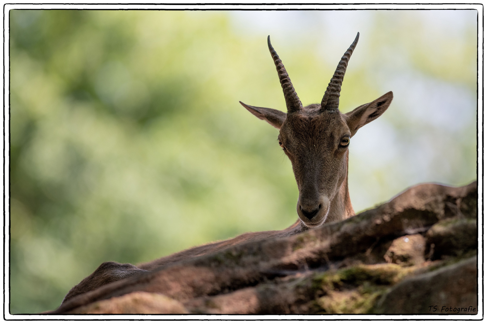 Alpensteinbock