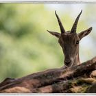 Alpensteinbock