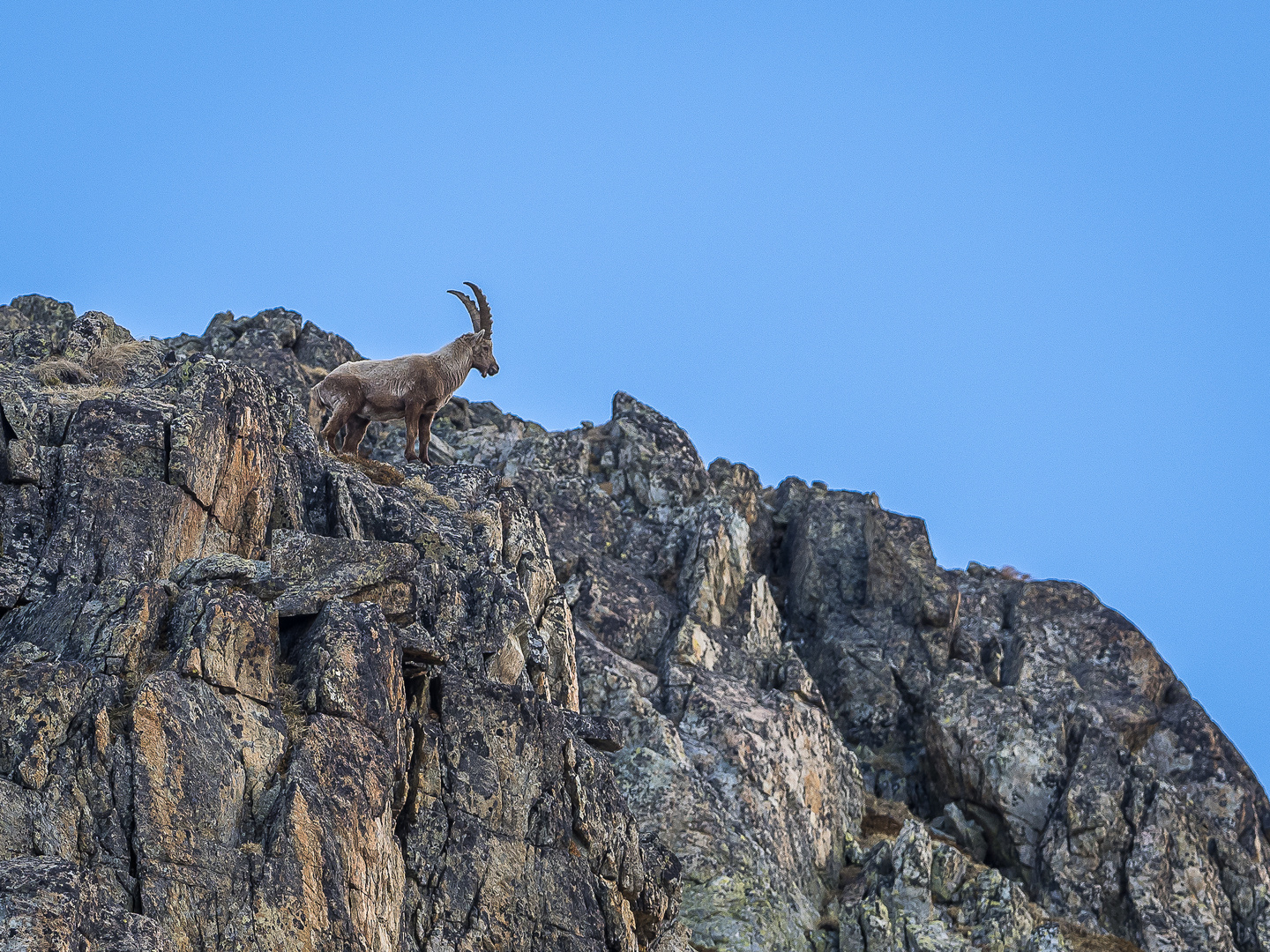 Alpensteinbock