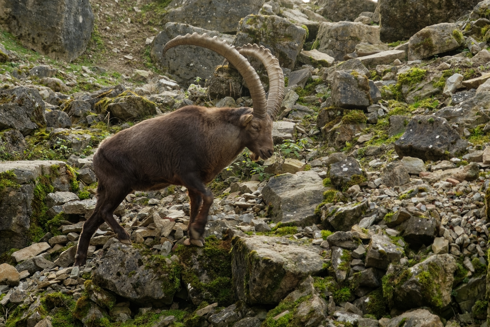 Alpensteinbock