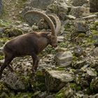 Alpensteinbock