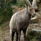 Alpensteinbock 