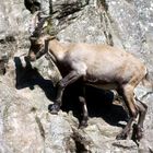 Alpensteinbock