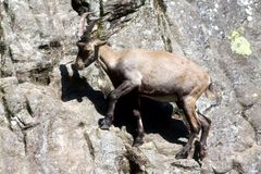 Alpensteinbock