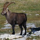 Alpensteinbock 6