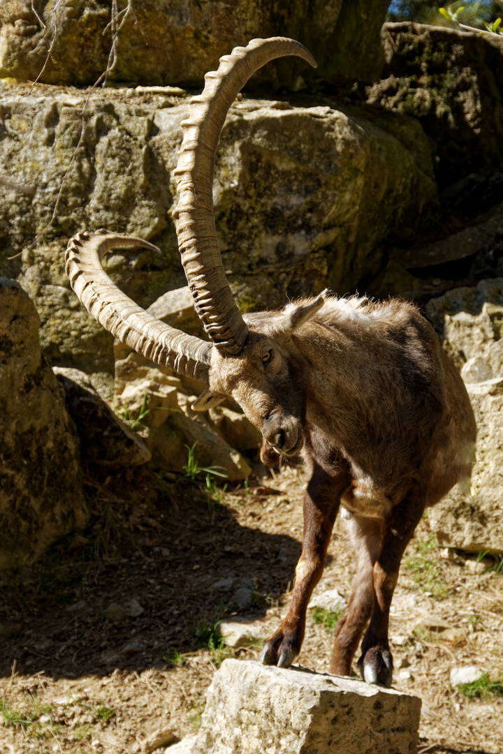 Alpensteinbock