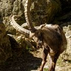 Alpensteinbock