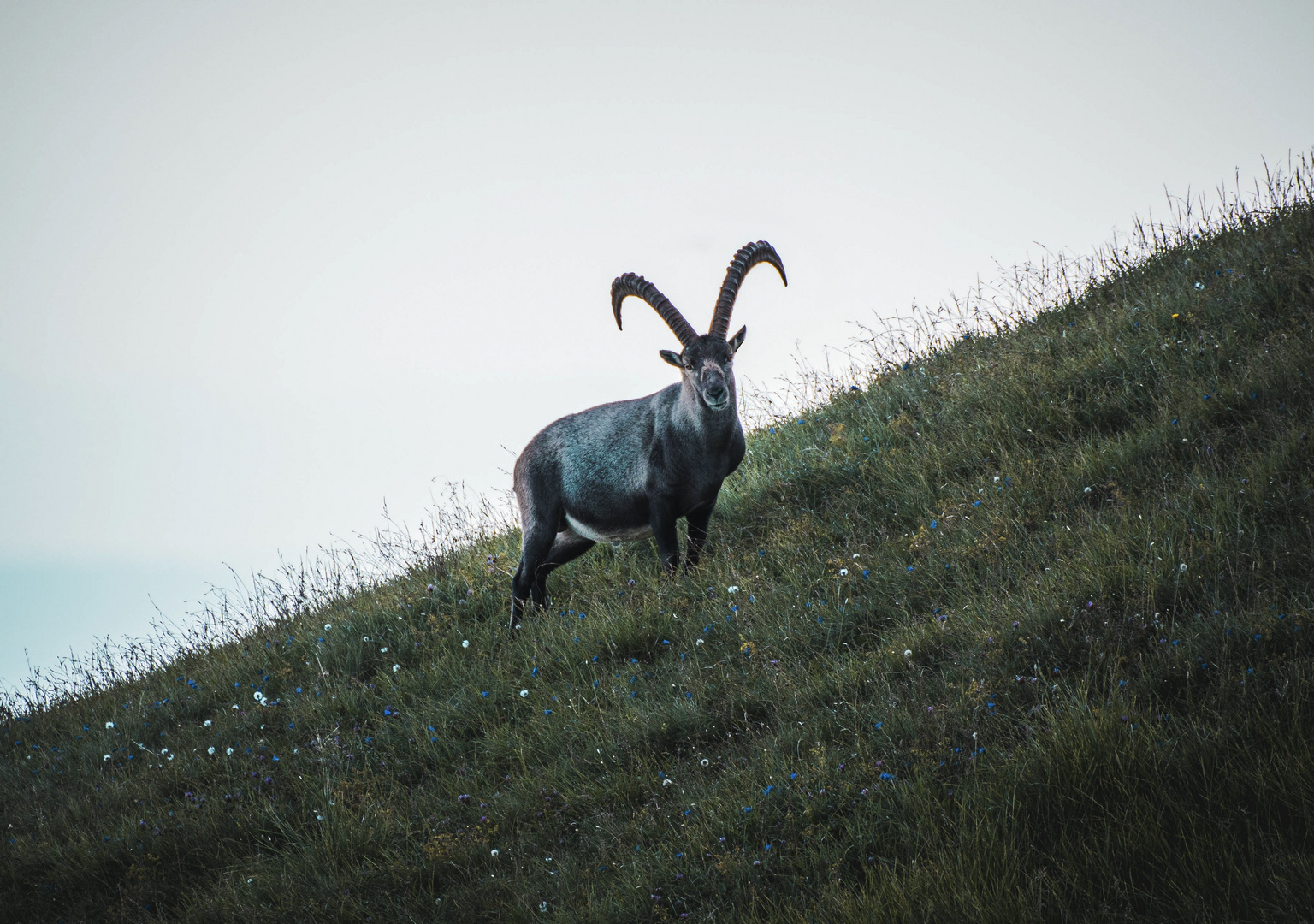 Alpensteinbock