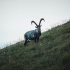 Alpensteinbock