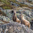 Alpensteinbock