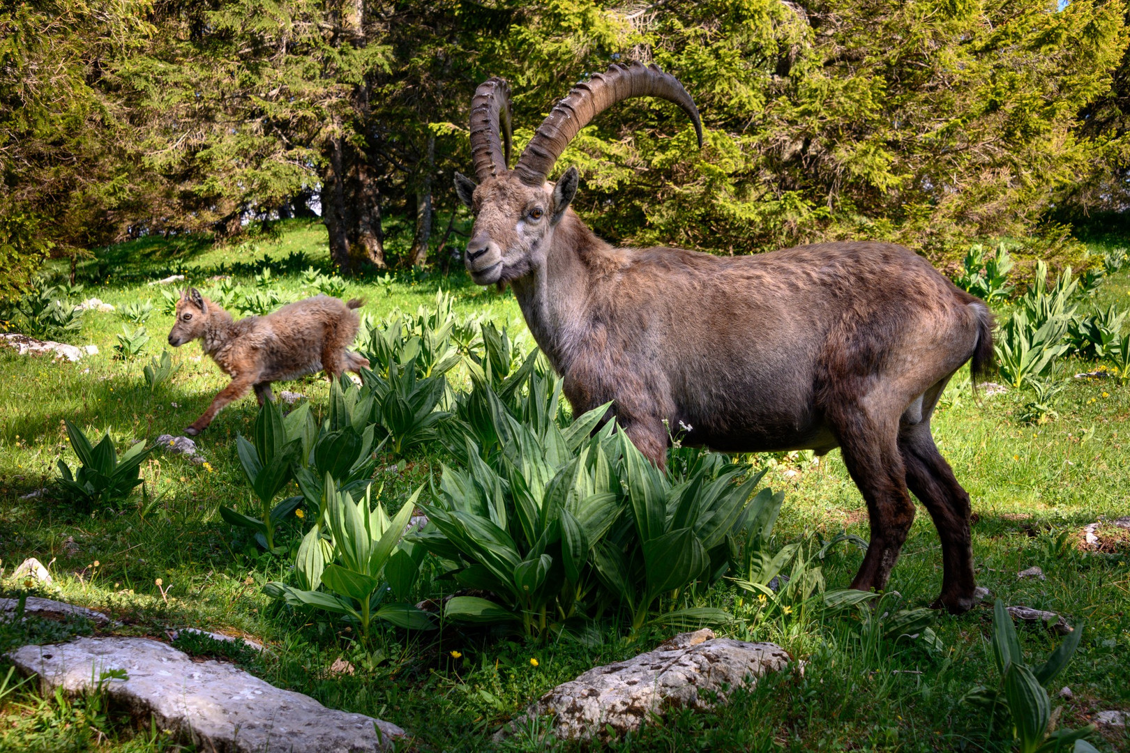 Alpensteinbock