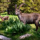 Alpensteinbock