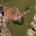 Alpensteinbock