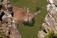 Alpensteinbock