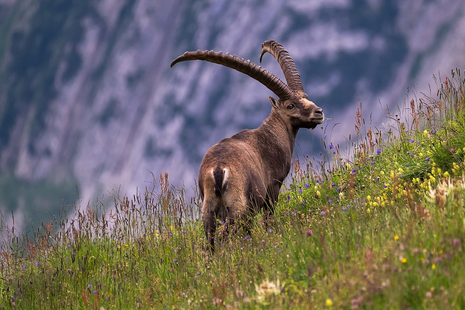 Alpensteinbock 